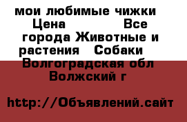 мои любимые чижки › Цена ­ 15 000 - Все города Животные и растения » Собаки   . Волгоградская обл.,Волжский г.